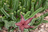 20260926_Lauritzen_Gardens-26041