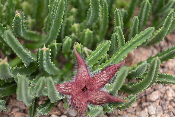 20260926_Lauritzen_Gardens-26041