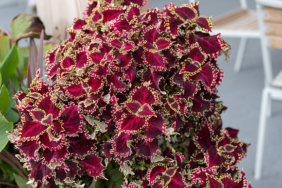 20260926_Lauritzen_Gardens-26084