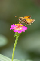 20260926_Lauritzen_Gardens-26053