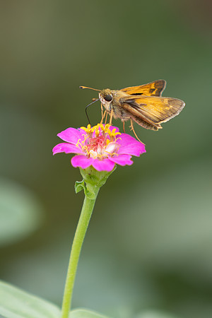 20260926_Lauritzen_Gardens-26053
