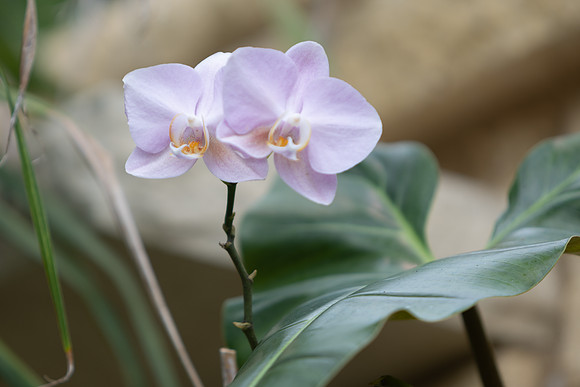 20260926_Lauritzen_Gardens-26040