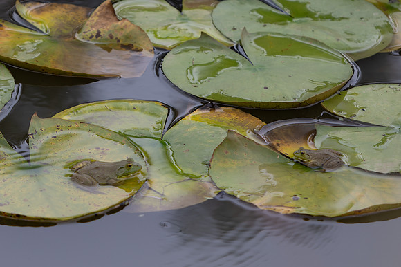20260926_Lauritzen_Gardens-26077