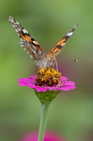 20260926_Lauritzen_Gardens-26057