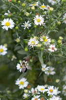 20260926_Lauritzen_Gardens-26050