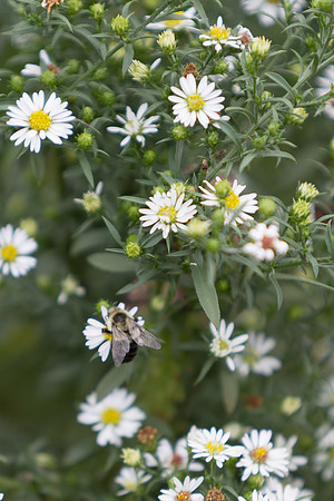 20260926_Lauritzen_Gardens-26050