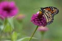 20260926_Lauritzen_Gardens-26069