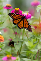 20260926_Lauritzen_Gardens-26065