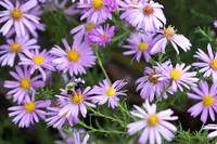 20260926_Lauritzen_Gardens-26046