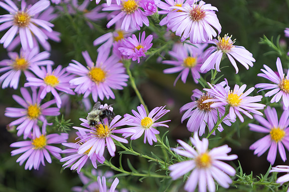20260926_Lauritzen_Gardens-26046