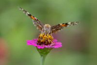 20260926_Lauritzen_Gardens-26056