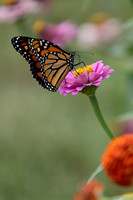 20260926_Lauritzen_Gardens-26070