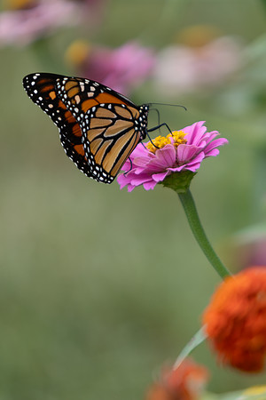 20260926_Lauritzen_Gardens-26070