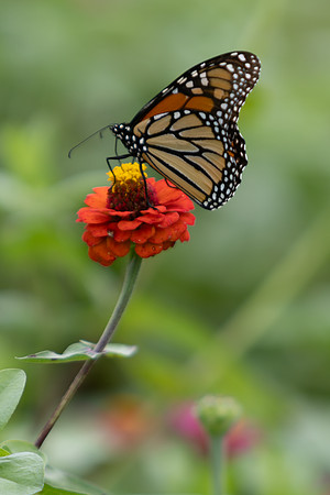 20260926_Lauritzen_Gardens-26073