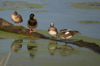 20201021_Walnut_Creek_Trail_010